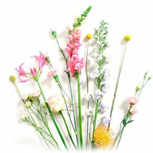 Pimpernel Bloembinderij image 6