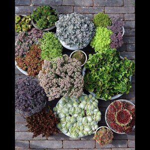 vof Tuincentrum Schoutenbos image 5