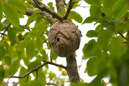 Provincie verwijdert nesten van Aziatische hoornaar nog 2 jaar