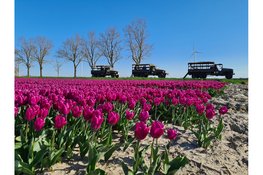 Tulpen- en monumententours van Oorlogsmuseum Medemblik van start!