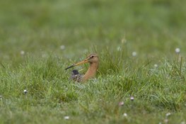 Hond op het pad: Bescherm de jonkies