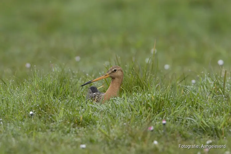 Hond op het pad: Bescherm de jonkies