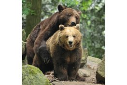 Bears in Mind: redt beren in nood