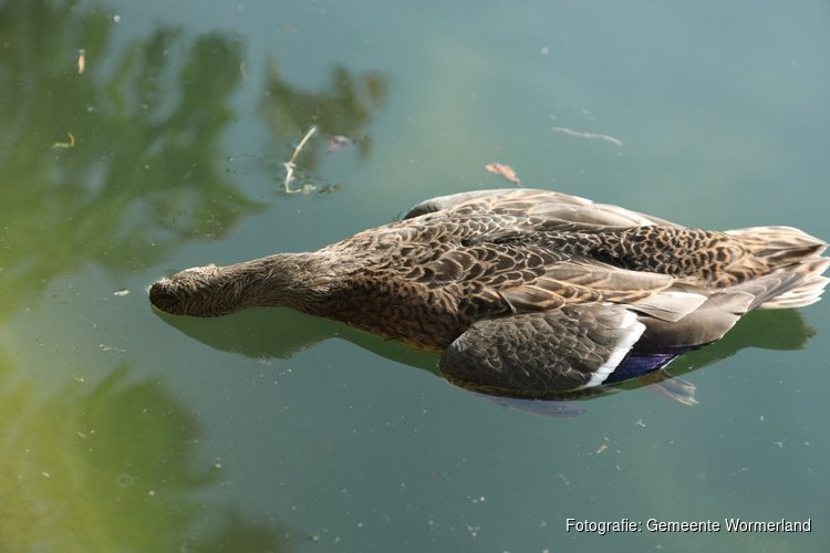 Vermoeden van botulisme in oppervlaktewater Wormerland