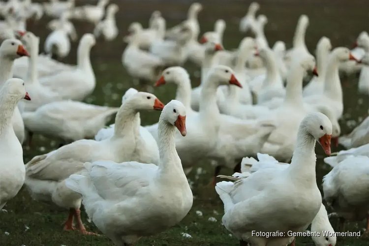 Vogelgriep vastgesteld bij dode watervogels in Wormerland, onderzoek naar botulisme loopt nog