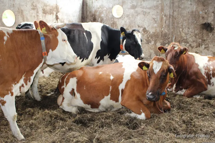 Stikstofuitstoot melkveehouderij verder gedaald