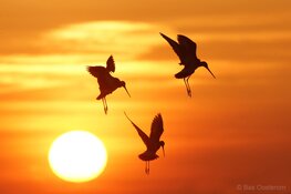 Meer weidevogels in het wormer- en jisperveld