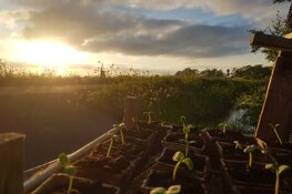 Stekkies zonnebloemen en bosjes verse munt uit eigen kas gratis voor passanten van Theetuin de Neckermolen