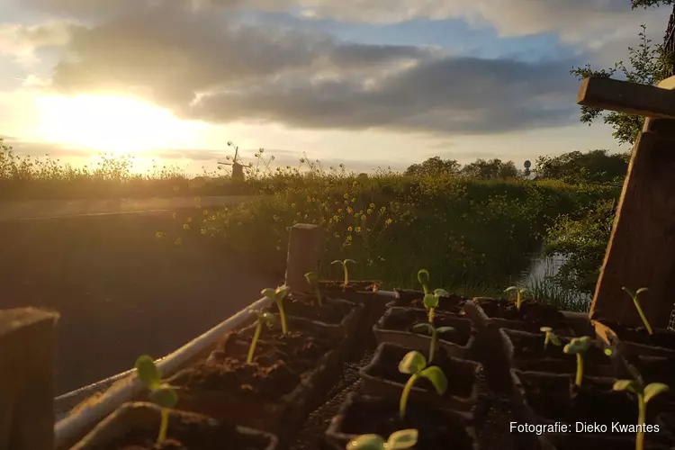 Stekkies zonnebloemen en bosjes verse munt uit eigen kas gratis voor passanten van Theetuin de Neckermolen
