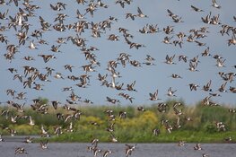 Wandelroute Schaalsmeerpolder mogelijk afgesloten i.v.m. drukte