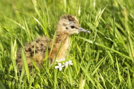 Kraamkamer Schaalsmeerpolder klaar voor gruttokuikens