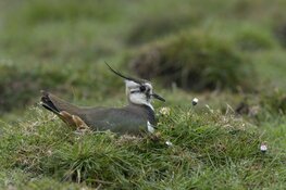 Kruipend door het veld