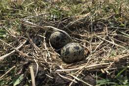 Kruipend door het veld