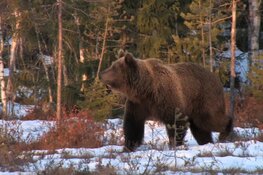 Spectaculaire natuurfilms in de Stoomhal in Wormer