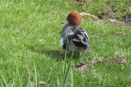 Ontdek fietsend de Krommenieër Woudpolder: Het mooiste weidevogelgebied van Nederland