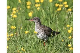 Excursie vaartocht: Varen in het voorjaar