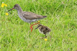 Zaaien in Wormer- en Jisperveld voor weidevogels