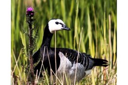 Woensdag 14 juni Vaarexcursie: Zomer in het veld