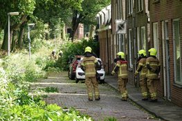 84 bomen langs de N240 per direct gekapt vanwege schade storm Poly