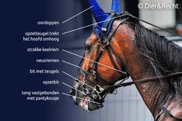 Drafrace in Purmerend: geen feest voor paarden