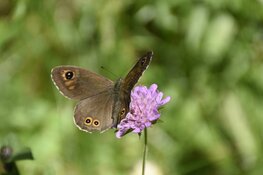 Proef met graslandbeheer om graslandvlinders te helpen